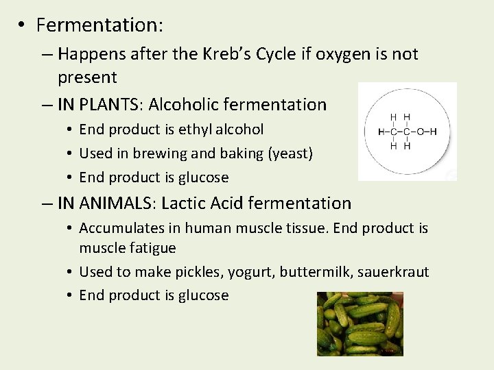  • Fermentation: – Happens after the Kreb’s Cycle if oxygen is not present