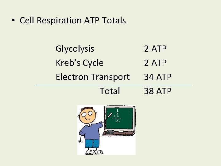  • Cell Respiration ATP Totals Glycolysis Kreb’s Cycle Electron Transport Total 2 ATP