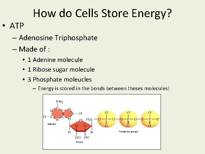 • ATP How do Cells Store Energy? – Adenosine Triphosphate – Made of