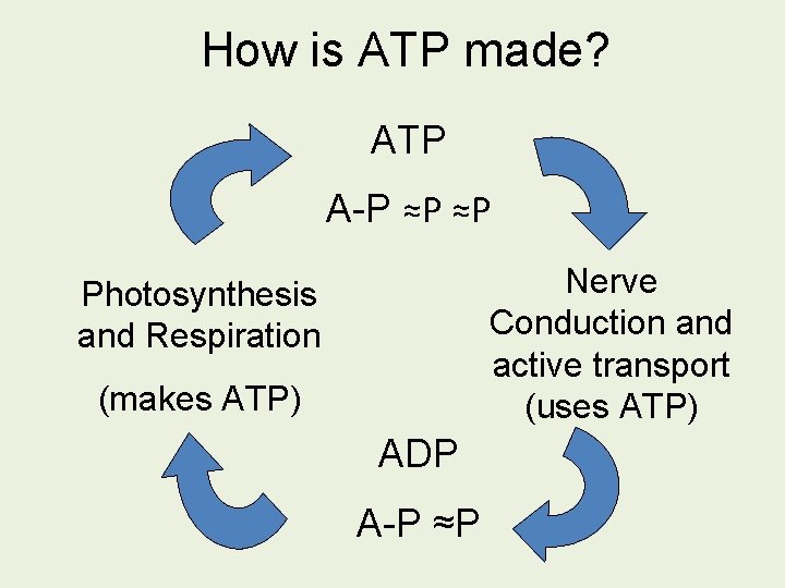 How is ATP made? ATP A-P ≈P ≈P Nerve Conduction and active transport (uses