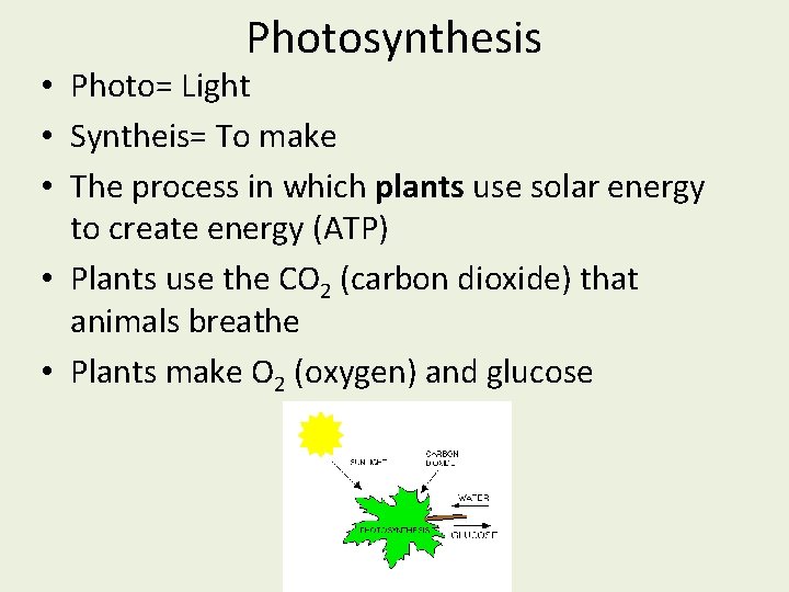 Photosynthesis • Photo= Light • Syntheis= To make • The process in which plants