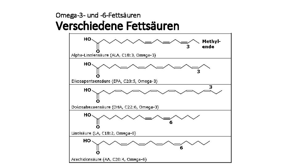 Omega-3 - und -6 -Fettsäuren Verschiedene Fettsäuren 