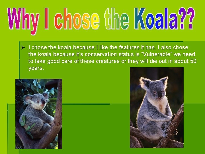 Ø I chose the koala because I like the features it has. I also Ø I chose the koala because I like the features it has. I also