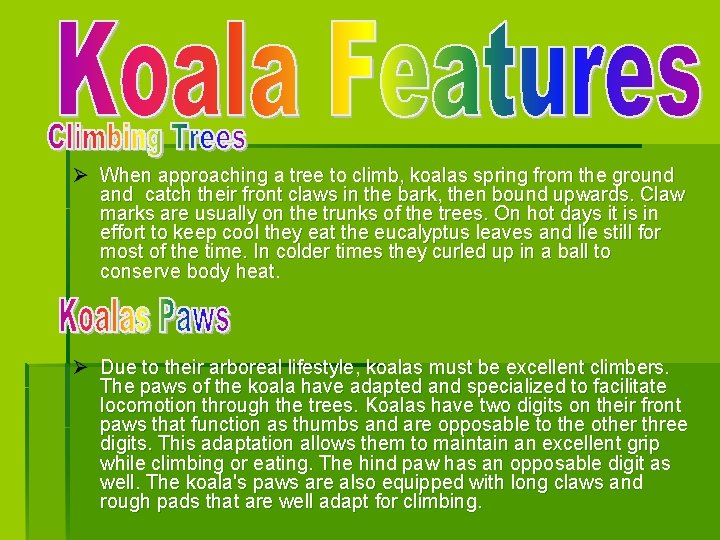 Ø When approaching a tree to climb, koalas spring from the ground and catch Ø When approaching a tree to climb, koalas spring from the ground and catch