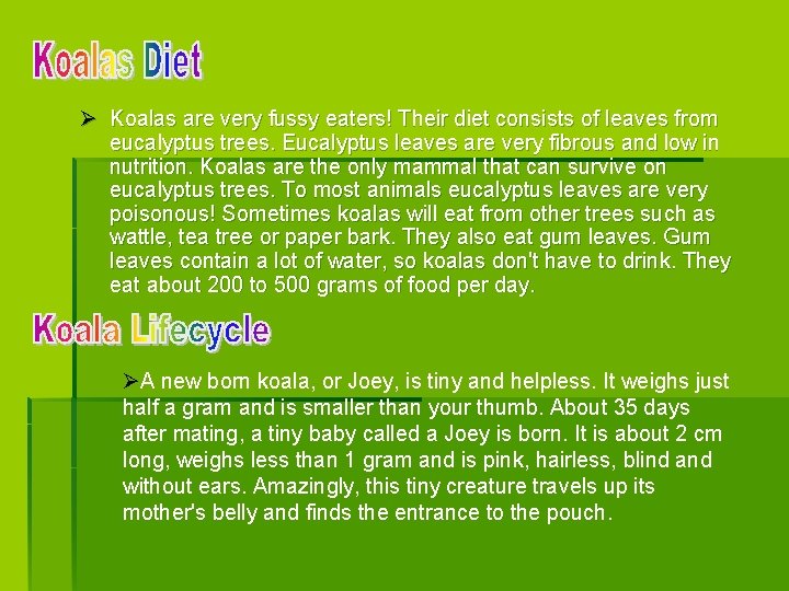 Ø Koalas are very fussy eaters! Their diet consists of leaves from eucalyptus trees. Ø Koalas are very fussy eaters! Their diet consists of leaves from eucalyptus trees.
