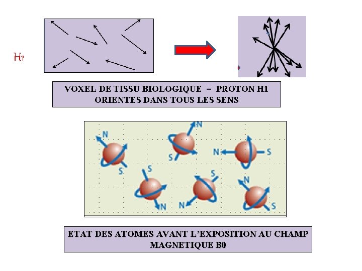 H 1 VOXEL DE TISSU BIOLOGIQUE = PROTON H 1 ORIENTES DANS TOUS LES