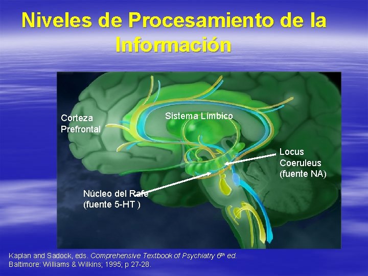 Niveles de Procesamiento de la Información Corteza Prefrontal Sistema Límbico Locus Coeruleus (fuente NA)