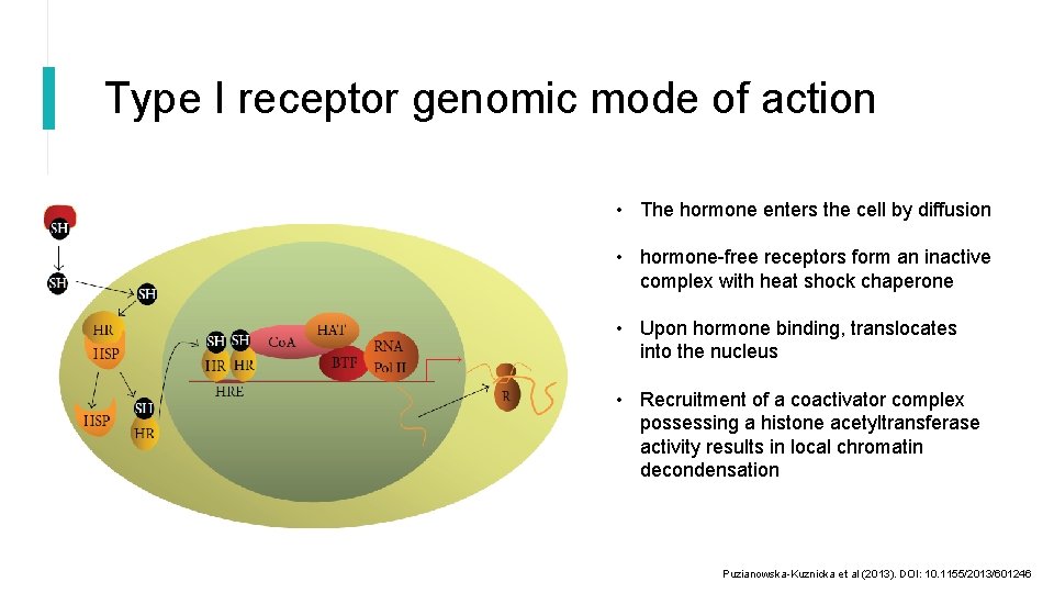 Type I receptor genomic mode of action • The hormone enters the cell by