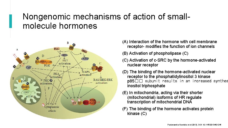 Nongenomic mechanisms of action of smallmolecule hormones (A) Interaction of the hormone with cell