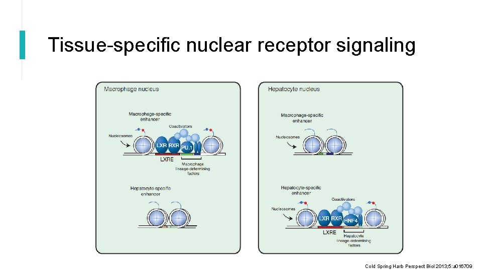 Tissue-specific nuclear receptor signaling Cold Spring Harb Perspect Biol 2013; 5: a 016709 