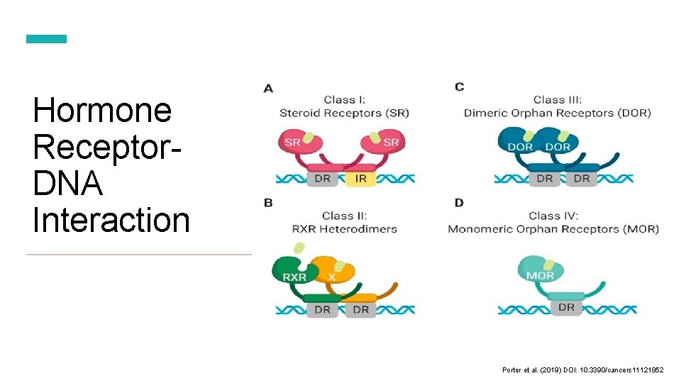 Hormone Receptor. DNA Interaction Porter et al. (2019) DOI: 10. 3390/cancers 11121852 