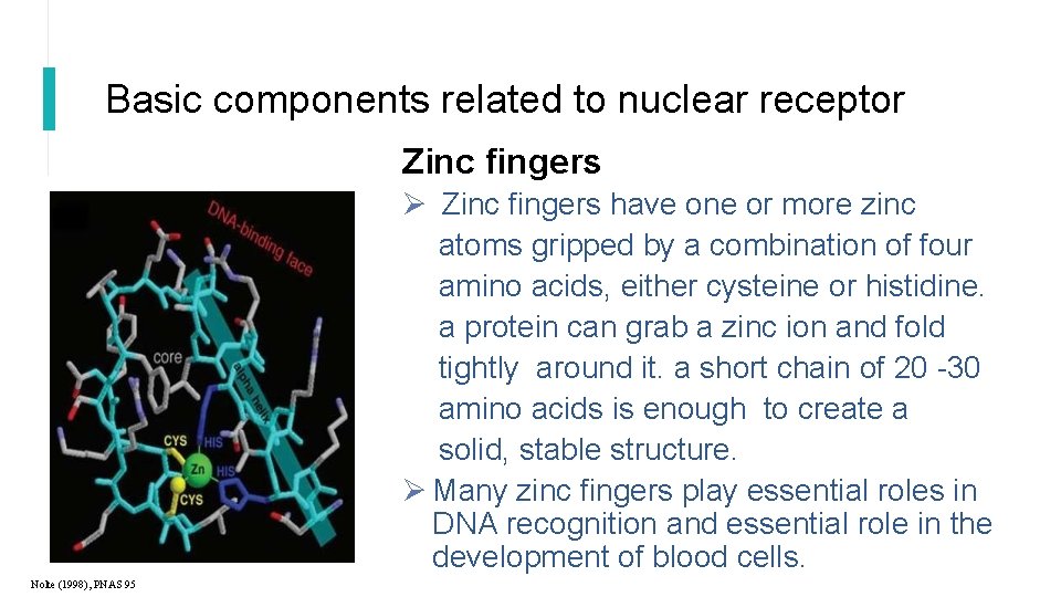 Basic components related to nuclear receptor Zinc fingers have one or more zinc atoms