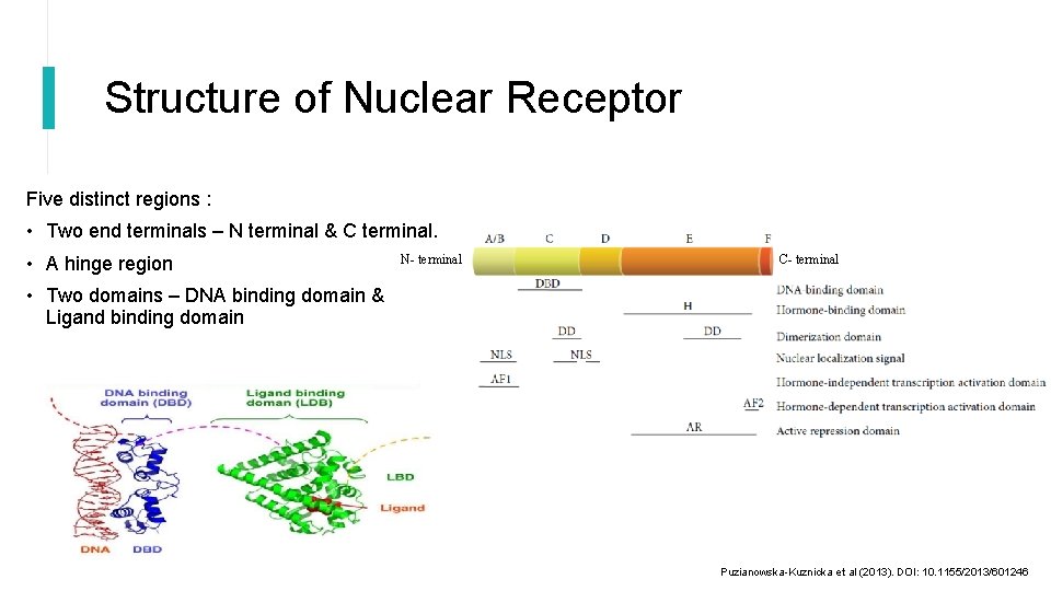 Structure of Nuclear Receptor Five distinct regions : • Two end terminals – N