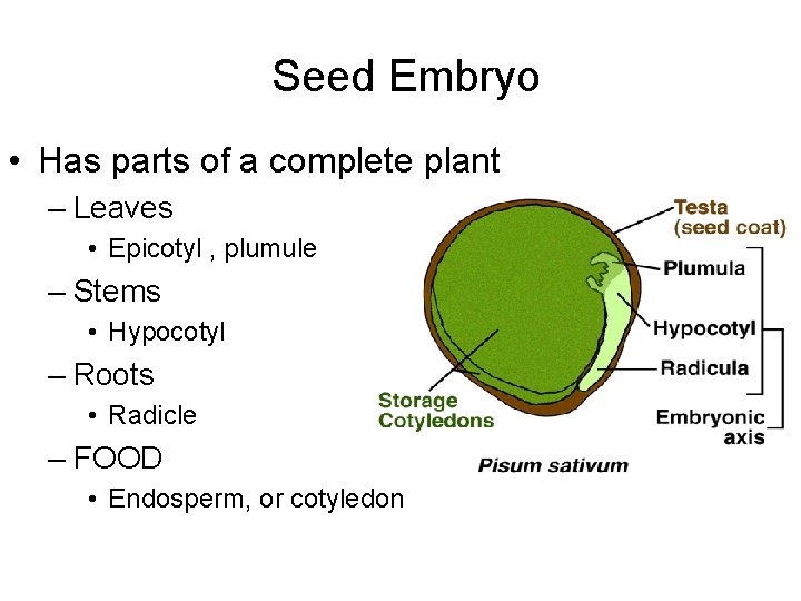 Seed Embryo • Has parts of a complete plant – Leaves • Epicotyl ,