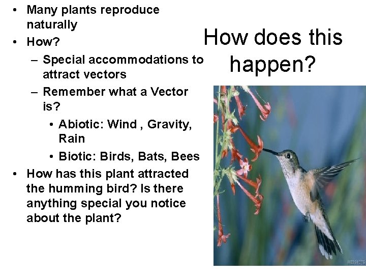  • Many plants reproduce naturally • How? – Special accommodations to attract vectors