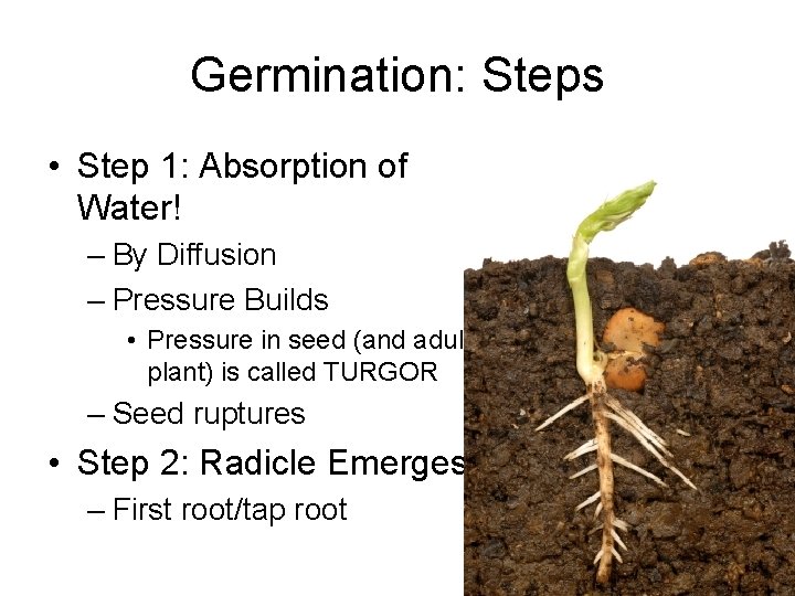 Germination: Steps • Step 1: Absorption of Water! – By Diffusion – Pressure Builds