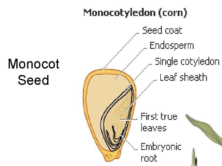 Monocot Seed 