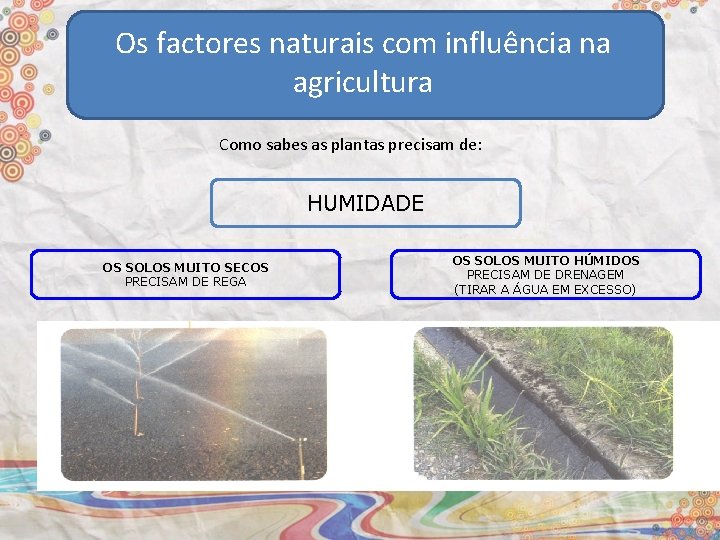 Os factores naturais com influência na agricultura Como sabes as plantas precisam de: HUMIDADE