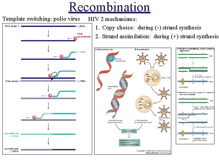 Recombination Template switching: polio virus HIV 2 mechanisms: 1. Copy choice: during (-) strand