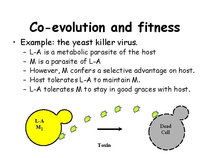 Co-evolution and fitness • Example: the yeast killer virus. – – – L-A is