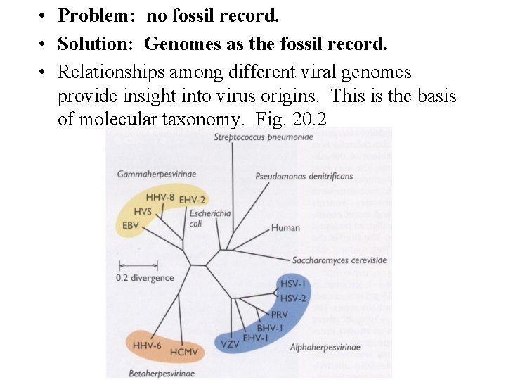  • Problem: no fossil record. • Solution: Genomes as the fossil record. •