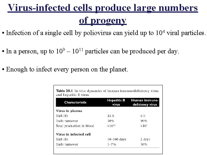 Virus-infected cells produce large numbers of progeny • Infection of a single cell by