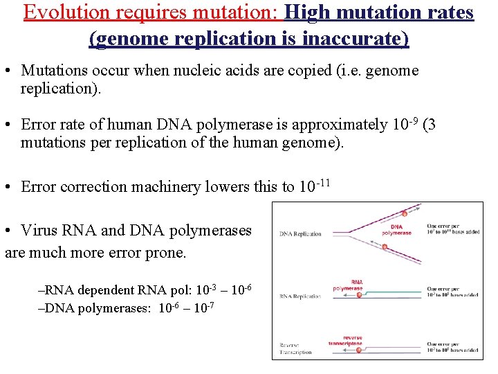 Evolution requires mutation: High mutation rates (genome replication is inaccurate) • Mutations occur when