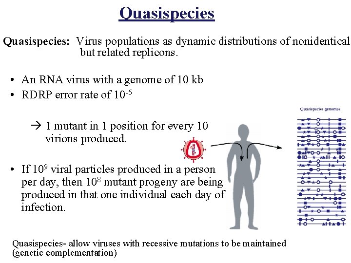 Quasispecies: Virus populations as dynamic distributions of nonidentical but related replicons. • An RNA