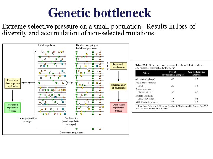 Genetic bottleneck Extreme selective pressure on a small population. Results in loss of diversity