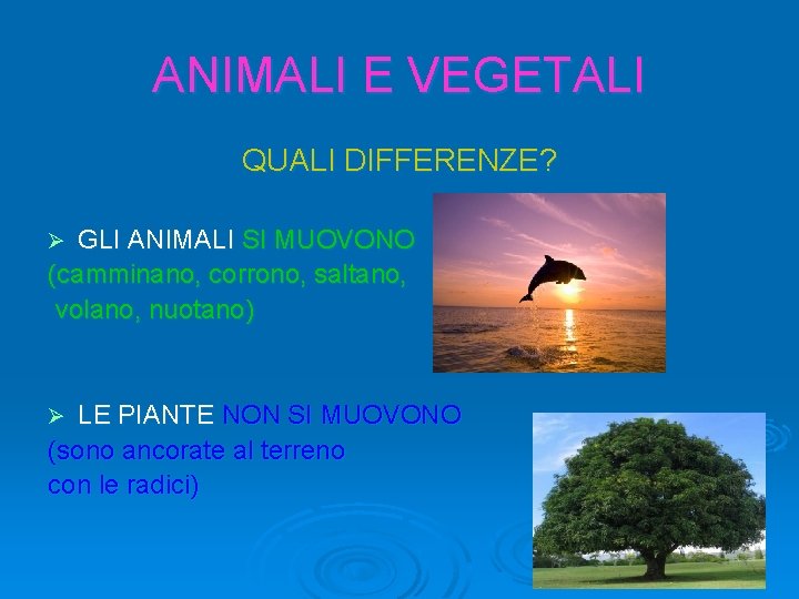 ANIMALI E VEGETALI QUALI DIFFERENZE? GLI ANIMALI SI MUOVONO (camminano, corrono, saltano, volano, nuotano)