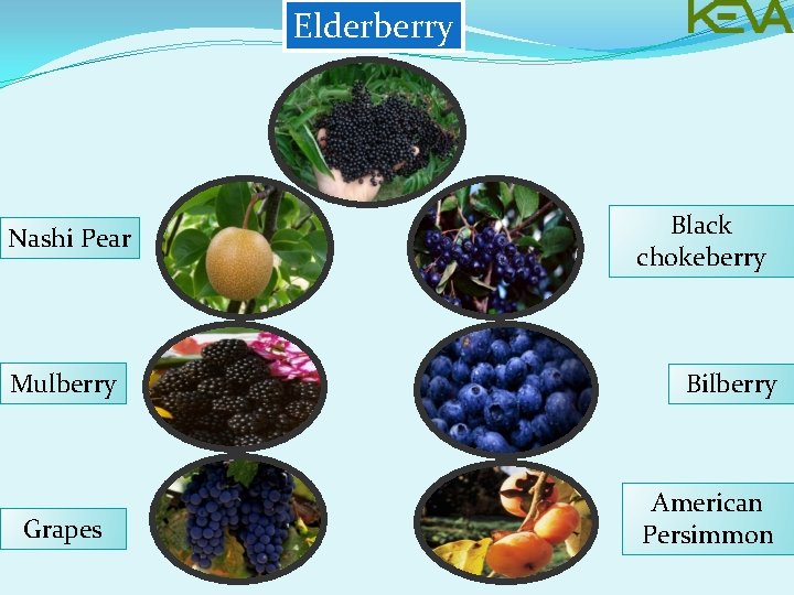 Elderberry Nashi Pear Mulberry Grapes Black chokeberry Bilberry American Persimmon 