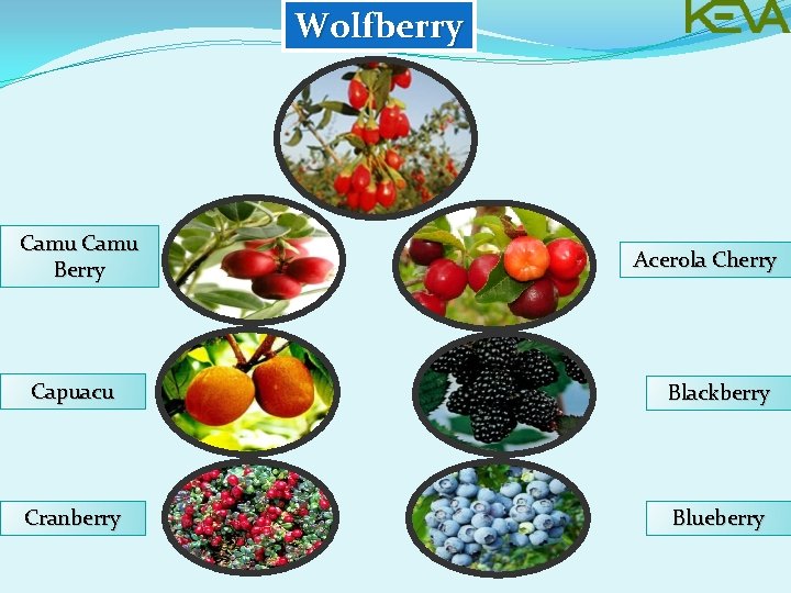 Wolfberry Camu Berry Acerola Cherry Capuacu Blackberry Cranberry Blueberry 