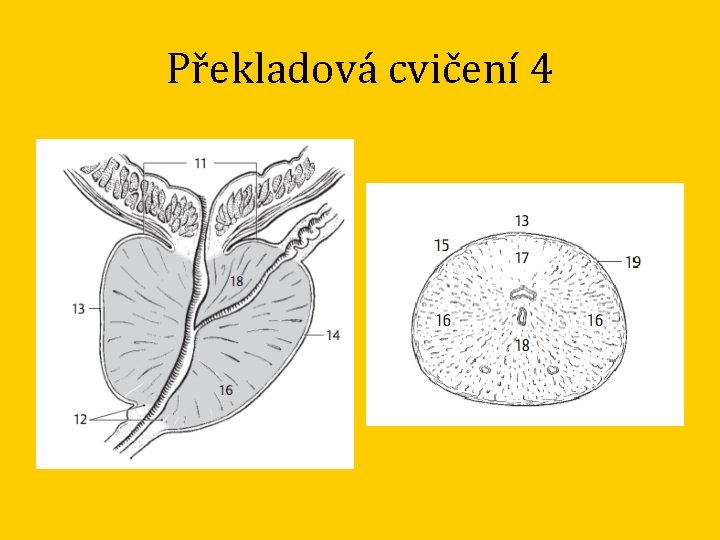 Překladová cvičení 4 