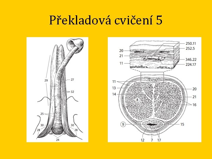 Překladová cvičení 5 