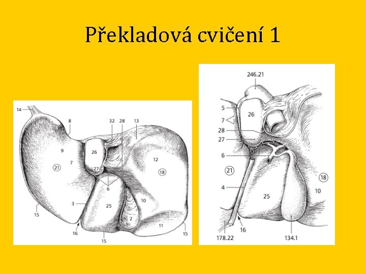 Překladová cvičení 1 