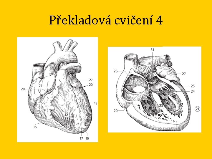 Překladová cvičení 4 