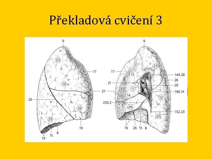 Překladová cvičení 3 