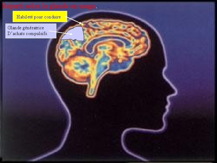 Réparti selon la glande en usage. Habileté pour conduire. Glande génératrice D’achats compulsifs. 