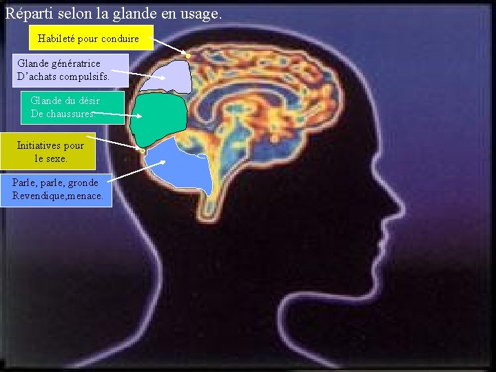 Réparti selon la glande en usage. Habileté pour conduire. Glande génératrice D’achats compulsifs. Glande