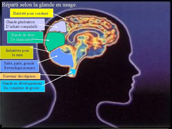 Réparti selon la glande en usage. Habileté pour conduire. Glande génératrice D’achats compulsifs. Glande