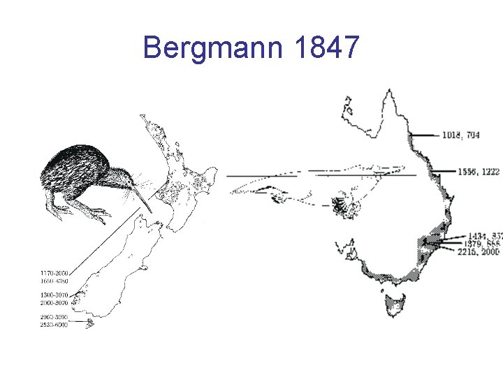 Bergmann 1847 