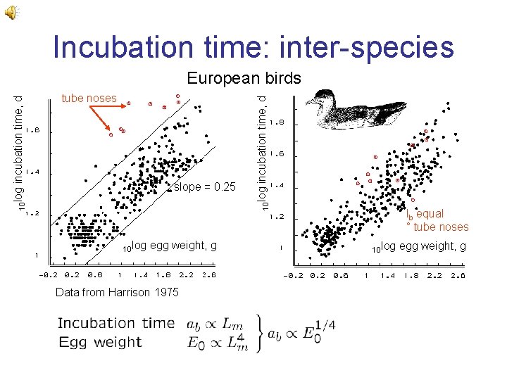 Incubation time: inter-species 10 log egg weight, g Data from Harrison 1975 incubation time,