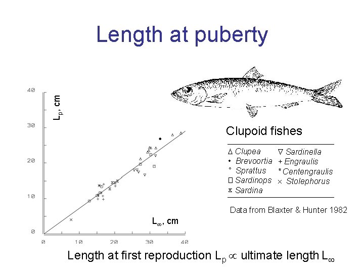 Lp, cm Length at puberty Clupoid fishes Clupea • Brevoortia ° Sprattus � Sardinops