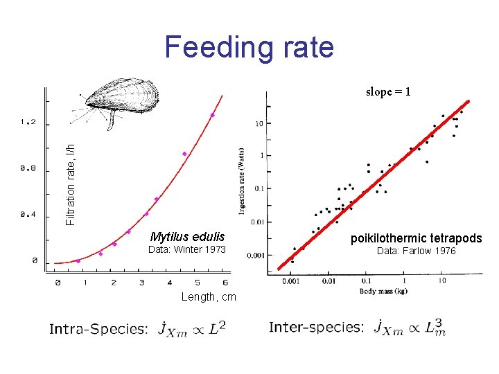 Feeding rate Filtration rate, l/h slope = 1 Mytilus edulis Data: Winter 1973 Length,