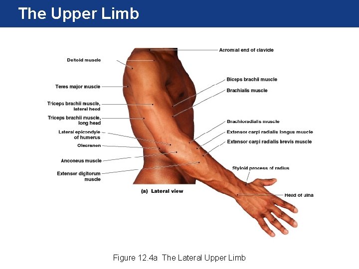 The Upper Limb Figure 12. 4 a The Lateral Upper Limb 