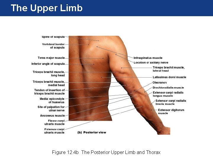 The Upper Limb Figure 12. 4 b The Posterior Upper Limb and Thorax 