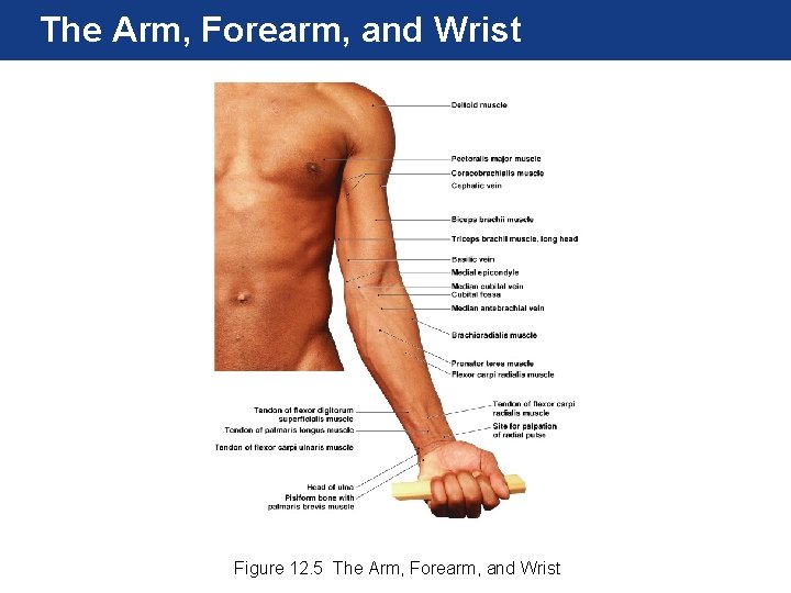 The Arm, Forearm, and Wrist Figure 12. 5 The Arm, Forearm, and Wrist 