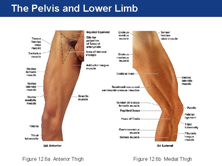 The Pelvis and Lower Limb Figure 12. 6 a Anterior Thigh Figure 12. 6
