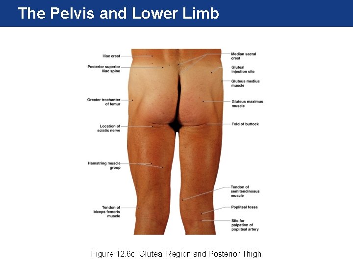 The Pelvis and Lower Limb Figure 12. 6 c Gluteal Region and Posterior Thigh