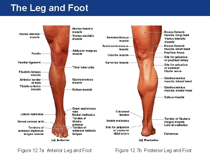 The Leg and Foot Figure 12. 7 a Anterior Leg and Foot Figure 12.